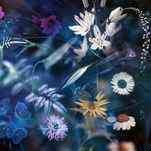 Immerse yourself in a soft and fairytale world captured by Ohkuchi, Didier Claes, Ava&K and other prestigious artists. 
